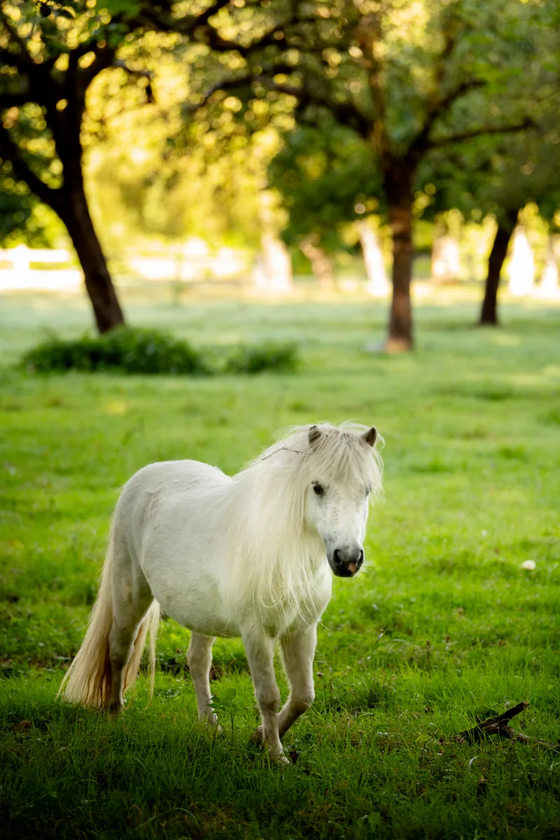 Domaine de la Nèle — A pony in the estate grounds