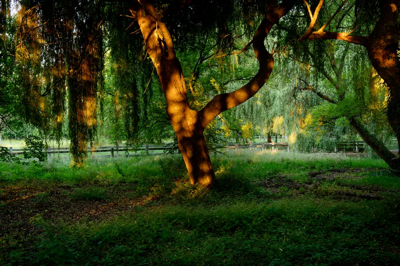 Domaine de la Nèle — the park, pond and old trees