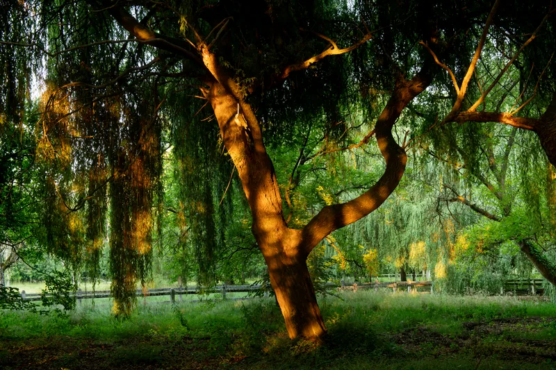 Domaine de la Nèle — the park, pond and old trees