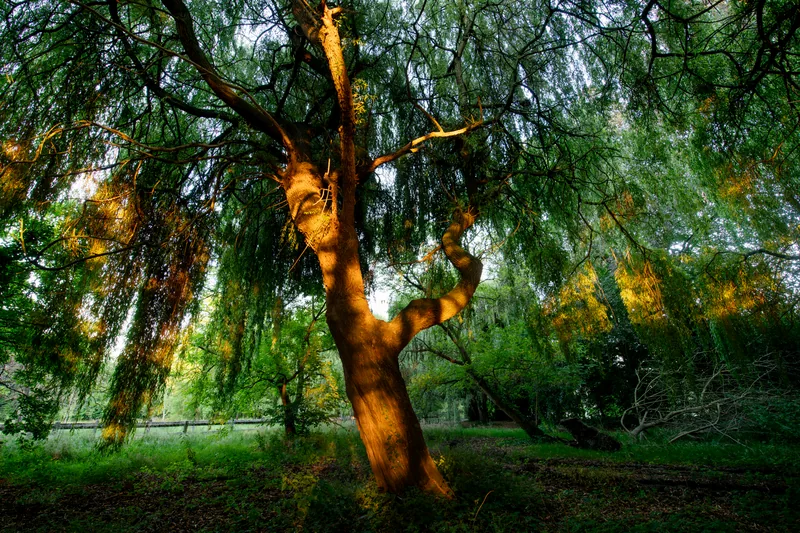 Domaine de la Nèle — the park, pond and old trees