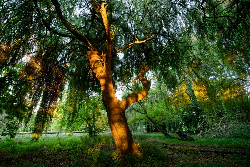 Domaine de la Nèle — the park, pond and old trees