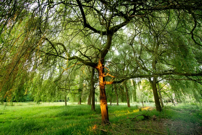 Domaine de la Nèle — the park, pond and old trees