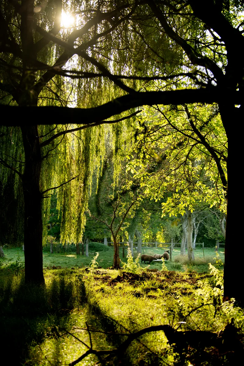 Domaine de la Nèle — Sunlight beneath a weeping tree in the grounds