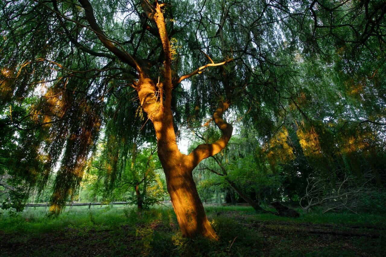 Domaine de la Nèle — the park, pond and old trees