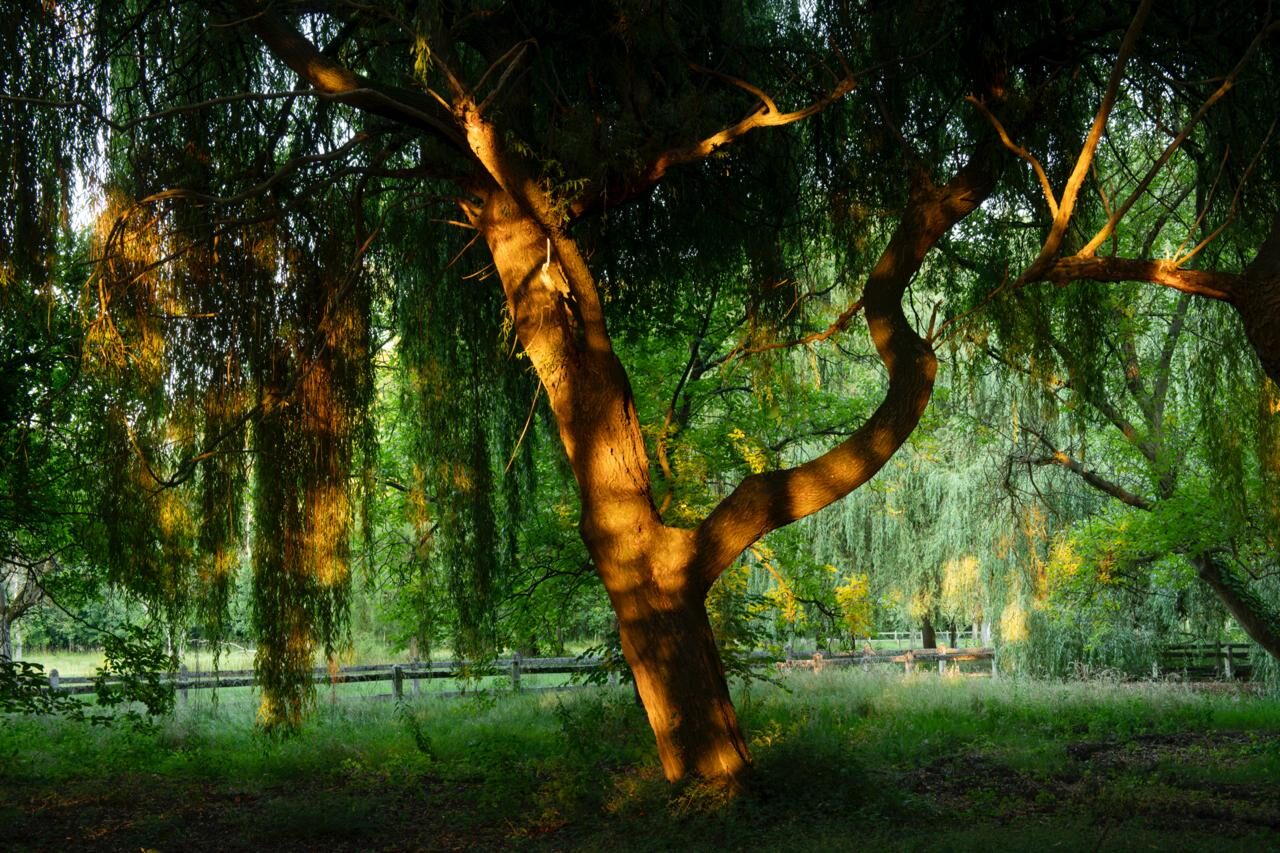 Domaine de la Nèle — the park, pond and old trees