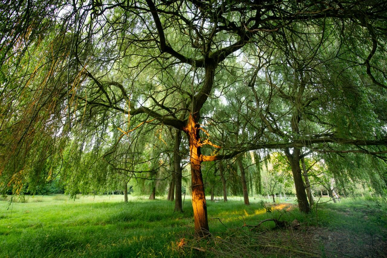Domaine de la Nèle — the park, pond and old trees