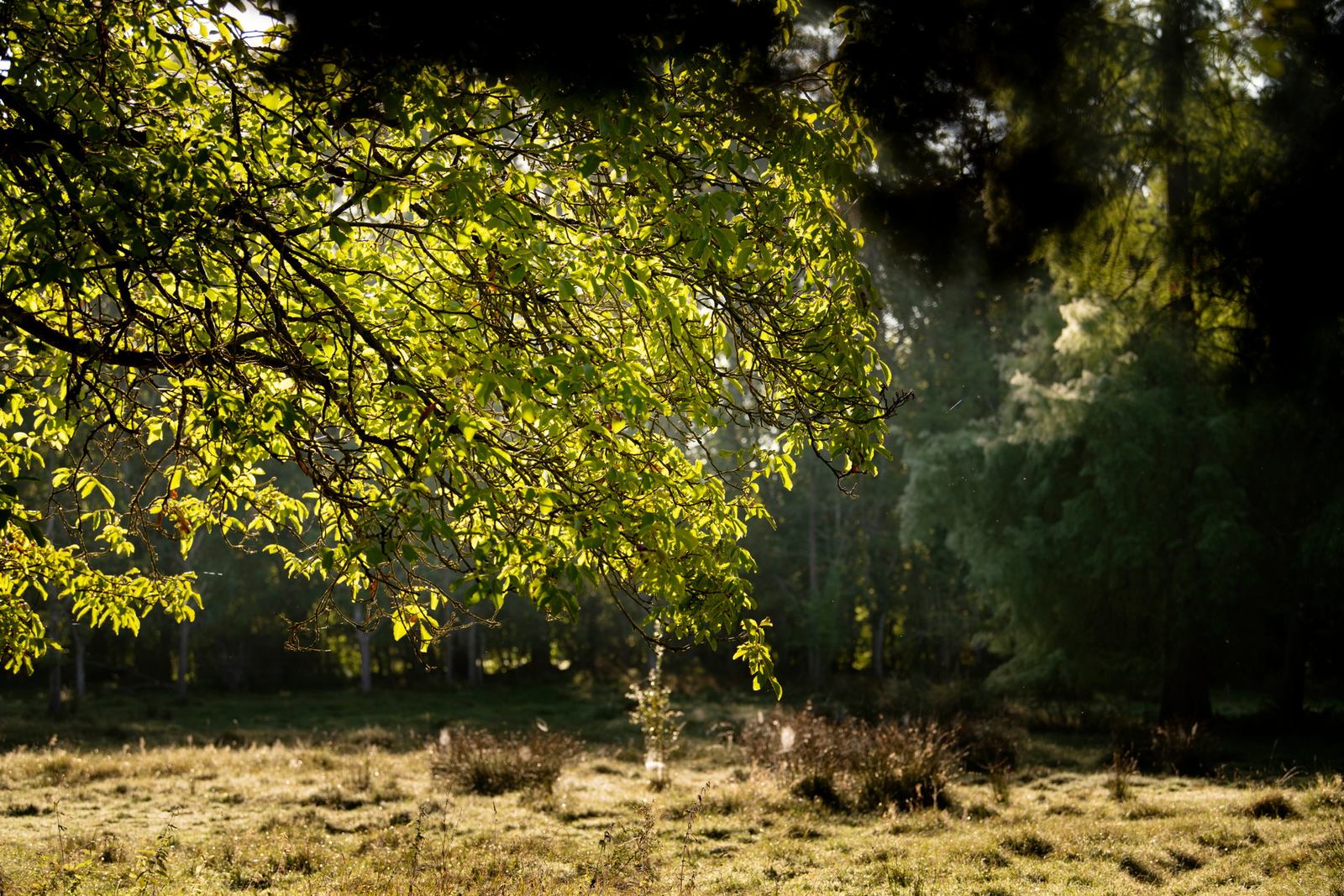 Domaine de la Nèle — sunlit leaves and long grass in the park